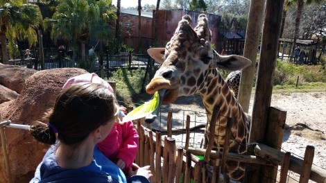 img_20190128_113608323_burst000_cover