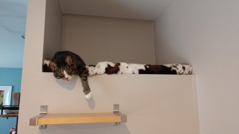 IMG_20190215_093429110