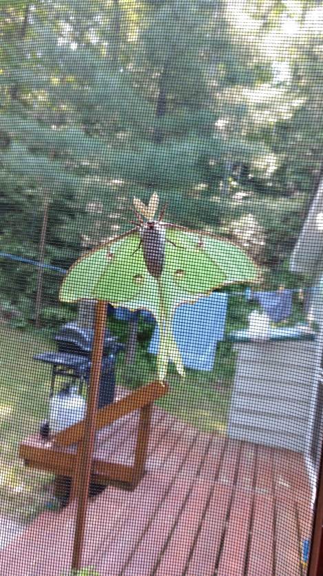 IMG_20190705_095238752