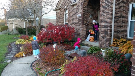 IMG_20191101_174343090_BURST005