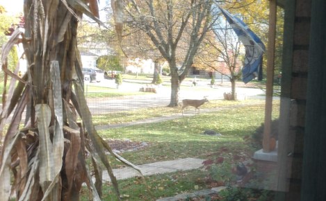 IMG_20191105_100455854_MP